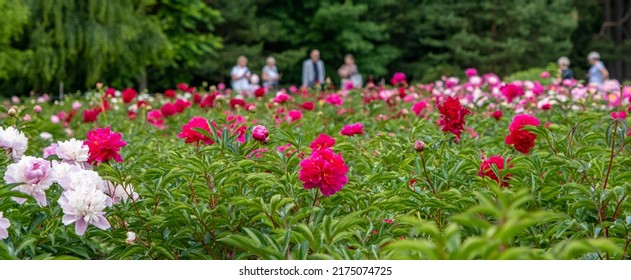 Blooming Peonies Of Red White And Yellow Flowers, Peony Field With Beautiful Flowers