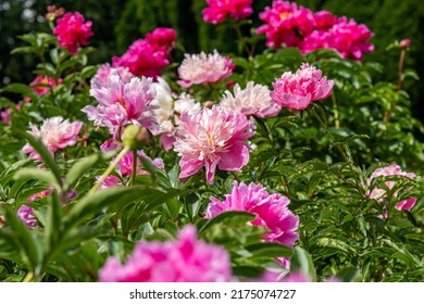 Blooming Peonies Of Red White And Yellow Flowers, Peony Field With Beautiful Flowers