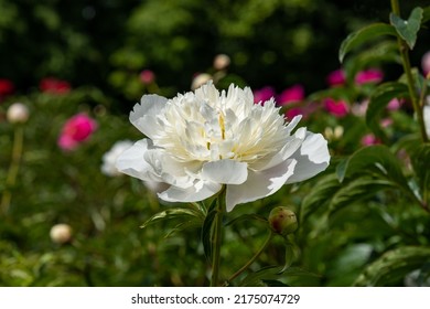 Blooming Peonies Of Red White And Yellow Flowers, Peony Field With Beautiful Flowers