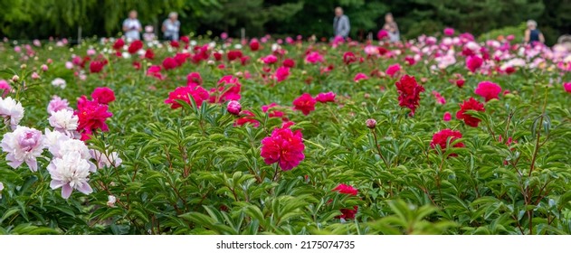 Blooming Peonies Of Red White And Yellow Flowers, Peony Field With Beautiful Flowers