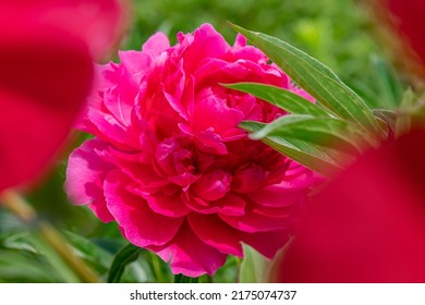 Blooming Peonies Of Red White And Yellow Flowers, Peony Field With Beautiful Flowers