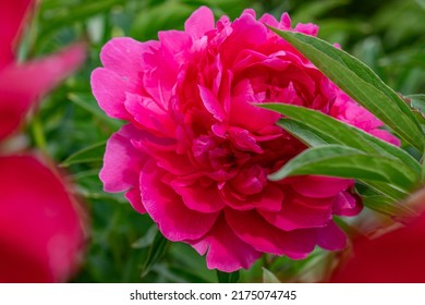 Blooming Peonies Of Red White And Yellow Flowers, Peony Field With Beautiful Flowers