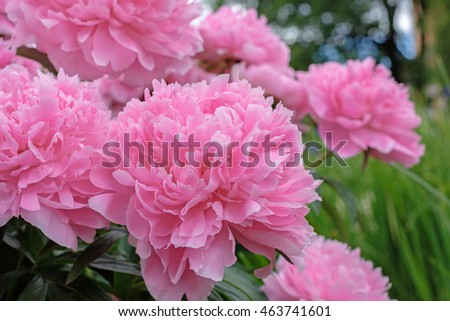 Similar – Image, Stock Photo red blooming peony with green leaves