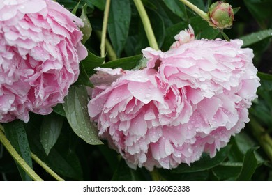 芍薬 の画像 写真素材 ベクター画像 Shutterstock