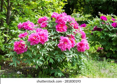 Blooming Peony Bush 