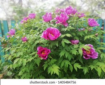 Blooming Peony Bush. Moutan Tree Peony. The Photo.