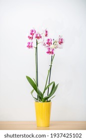 Blooming Phalaenopsis Anthura Marbella orchid in a yellow flower pot on a white background 
