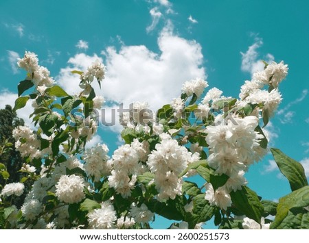 Blooming philadelphus or garden jasmine on blue sky background. Sommer full bloom tree. White flowers on blue. Bush with white flower on cloudy sky. White jasmine flowers. Mock-orange plant. Jasmine.
