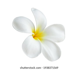 Blooming phumelia or Champa flower isolated with clipping path on white  background - Powered by Shutterstock