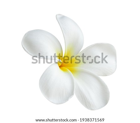 Blooming phumelia or Champa flower isolated with clipping path on white  background