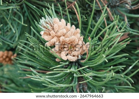 A blooming pine tree in spring. Yellow cones surrounded by green needles. A pine flower in close up on a soft blurred natural background