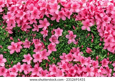 Blooming pink azalea flowers close up nature spring background