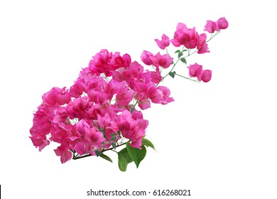 Blooming Pink Bougainvillea Flower Branch Isolated On White Background