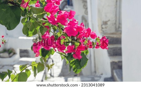 Blooming pink bougainvillea flower on blur white building background. Greece, Cyclades Island sunny day. Thorny ornamental tree, shrub, vine.
