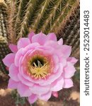 Blooming pink cactus flower, in the Mojave Desert, USA