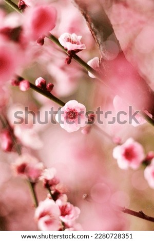 Spring blossom with blur