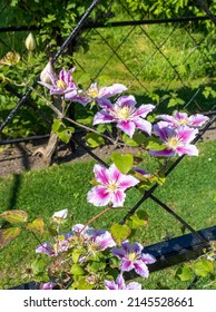 Blooming Pink Clematis On The Wicker Arch.	