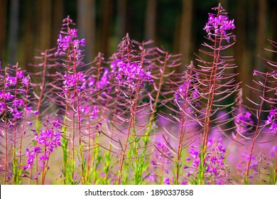 Blooming Pink Fireweed Field On A Sunny Day, Horizontal