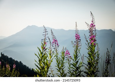 Blooming pink fireweed flower on a blurred background of mountains