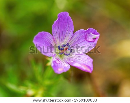 Blooming pink flower of cranesbill
