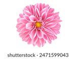 Blooming pink flower of a dahlia isolated on white background, close-up in studio