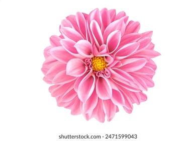 Blooming pink flower of a dahlia isolated on white background, close-up in studio