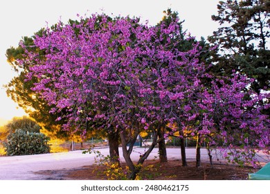 A blooming pink flower tree on a city street - Powered by Shutterstock