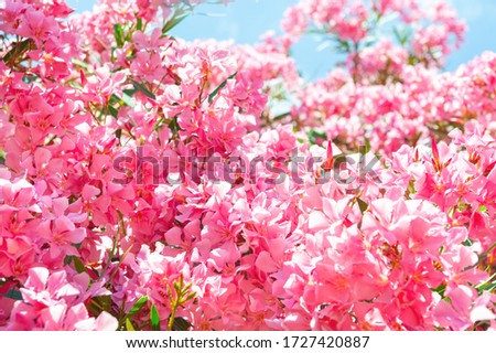 Similar – Foto Bild Rosy flowers Umwelt Natur