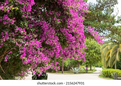 Blooming pink flowers background. Bright magenta bougainvillea flowers as a floral background. Bougainvillea Blossom - Shutterstock ID 2156247931