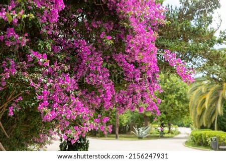 Blooming pink flowers background. Bright magenta bougainvillea flowers as a floral background. Bougainvillea Blossom