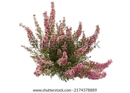 Blooming pink flowers of Winter Heath, Erica carnea, in pot on white background