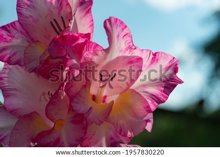 Blooming pink gladiolus flowers in the garden. Summer season, July.