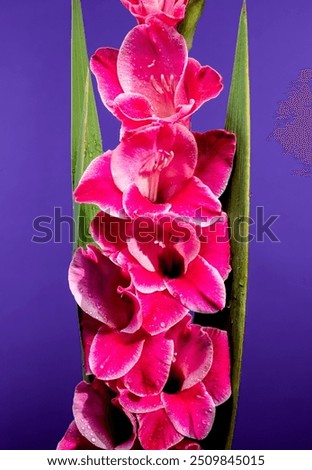 Blooming pink Gladiolus Invitatie on a purple background