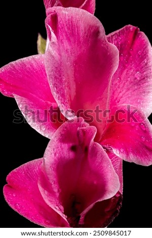 Blooming pink Gladiolus Invitatie on a black background