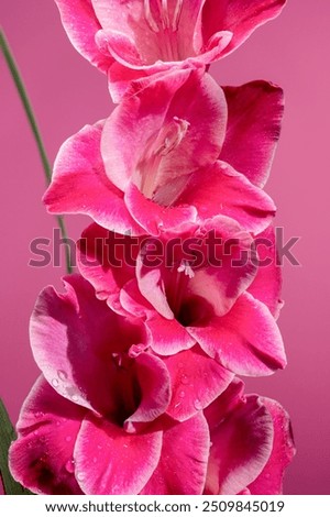 Blooming pink Gladiolus Invitatie on a pink background