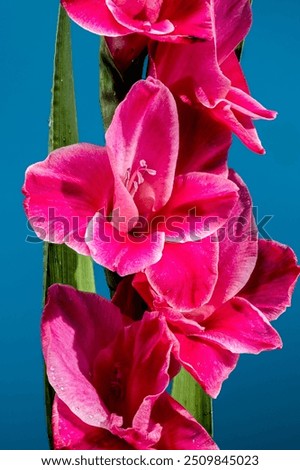 Blooming pink Gladiolus Invitatie on a blue background