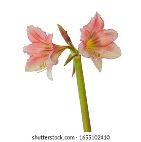 Tinkerbell Images, Stock Photos u0026 Vectors  Shutterstock