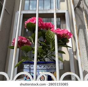 Blooming pink Hydrangea macrophylla (bigleaf hydrangea) in a decorative blue ceramic pot. Beautiful pink hydrangea flowers growing behind traditional white window bars of a house facade, elegant exterior photography.
