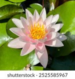 blooming pink lilypad in nature