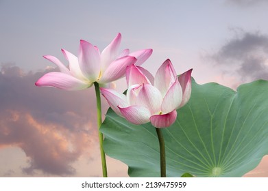 Blooming pink lotus flower or Nelumbo nucifera in the pond. It known as Indian lotus, sacred lotus in also both Hinduism and Buddhism.