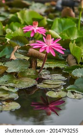 Blooming Pink Lotus Flower with Water Reflection                