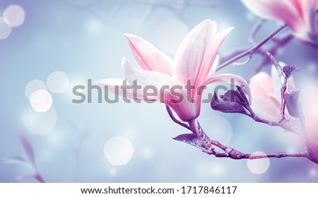 Blooming pink magnolia flower on fantasy mysterious blue background with shining glowing bokeh, fabulous spring fairy tale floral garden, amazing magnificent nature