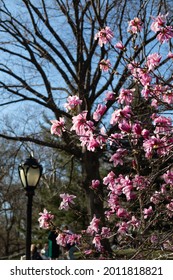 Blooming Pink Magnolia Flowers On A Tree With A Light Post In The Background At Central Park In New York City During Spring