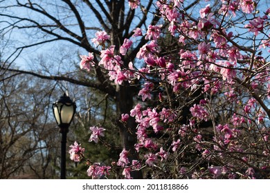 Blooming Pink Magnolia Flowers On A Tree With A Light Post In The Background At Central Park In New York City During Spring