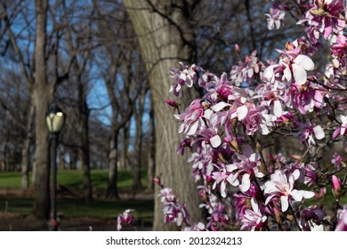 Blooming Pink Magnolia Flowers On A Tree With A Light Post In The Background At Central Park In New York City During Spring