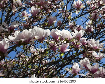 Blooming Pink Magnolia Tree Branches