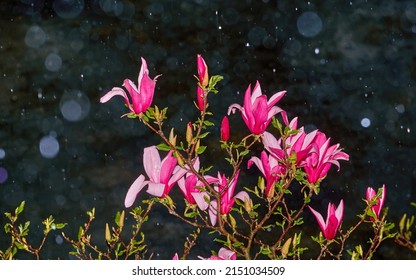 Blooming Pink Magnolia Under The Rain On A Dark Background. Drops Of Water Glisten On Delicate Petals. Spring Story