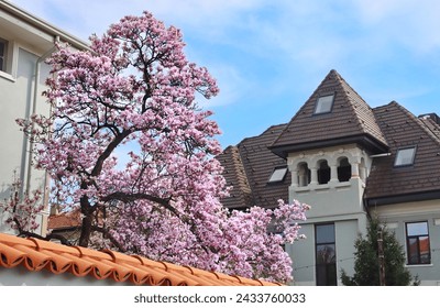 Blooming pink magnolias on the streets and in the courtyards of houses in Bucharest. Magnolia tree with pink flowers in the city of Bucharest. Blooming magnolias in spring in Romania.Harta Magnoliilor - Powered by Shutterstock