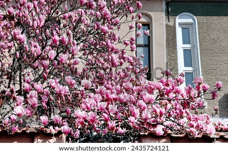 Blooming pink magnolias on the streets and in the courtyards of houses in Bucharest. Magnolia tree with pink flowers in the city of Bucharest. Blooming magnolias in spring in Romania.Harta Magnoliilor