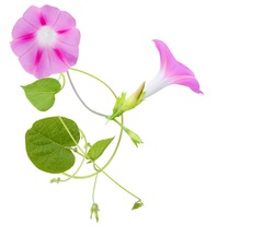 Blooming Of Pink Morning Glory (ipomoea) Flower On White 